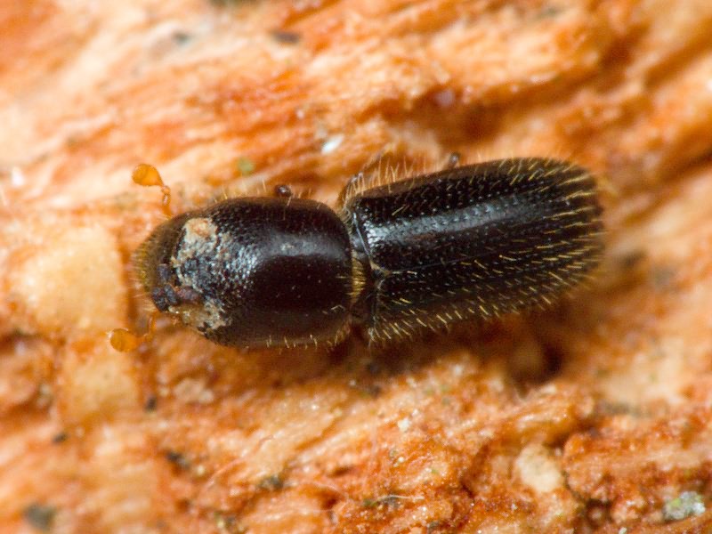 Xyleborinus saxesenii (Ratzeburg, 1837)